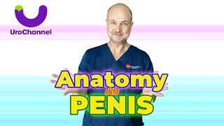 ANATOMY of the PENIS explained by UROLOGIST | UroChannel