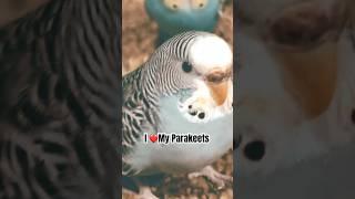 Why My Parakeets Are Better Than Your Dog