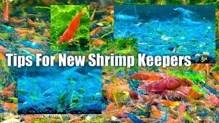 Top Tips For New Shrimp Keepers - Most Important Things To Know For New Shrimp Keepers