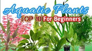 Top 10 Aquatic Plants for Beginners