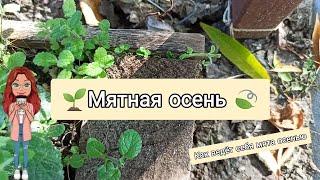 Как растет мята осенью. Выращивание сортов мяты.