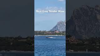 Nice Gray Tender #trending #viralvideo #travel #summer #season #adventure #vacation #1000subscriber