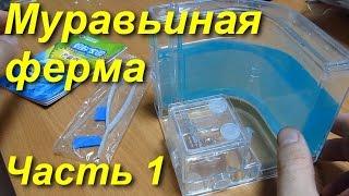 Муравьиная ферма из Китая.  Мой опыт. Часть 1.