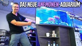 Das neue ANEMONEN-AQUARIUM bei PlanktonPlus Aquaristik