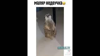 Суслик недоучка | приколы @memelix.tv | Тик Ток #Shorts