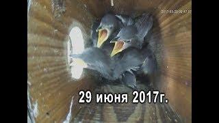 Птенцы скворца 29 июня 2017г