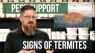 What Are Visible Signs of Termites | Pest Support