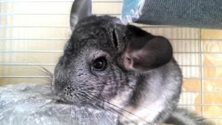 Шиншилла и холодный камень. chinchilla