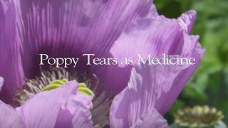 Poppy Medicine | A Deeper look at Opium Poppies