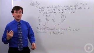 Alleles