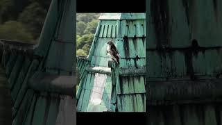 northern Goshawk perched on top of abandoned school
