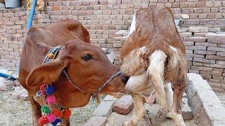 today animal feeding milk baby vlog | cow feeding milk | Nikka Haji