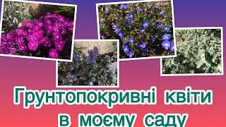 Грунтопокривні квіти в моєму саду | рослини для квітників легкого догляду #мійсад