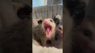 When you in someone’s personal space! #opossums #opossum #possum #wildlife #trashtalk