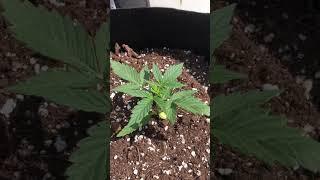 Росткам марихуаны 18 дней, пожелтели семядоли у strawberry cheesecake auto, red gorilla girl xl auto