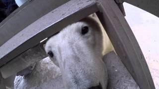 Polar Bear Encounter