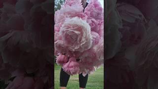 Peony Heaven, the amell  #garden #flowers #gardenflowers #peony #bouquet