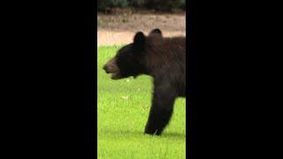 Bear in downtown Greenville area