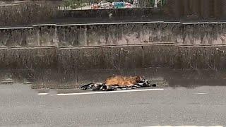 it’s heartbreaking seeing her panic, laying down on that busy road with many wounds on his body
