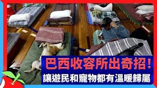 巴西收容所出奇招！　讓遊民和寵物都有溫暖歸屬 | 台灣新聞 Taiwan 蘋果新聞網