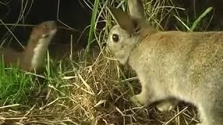 little Stoat kill big  Rabbit