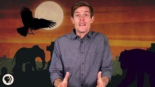Do Other Animals Mourn Their Dead? (ft. BrainCraft and Gross Science!)