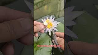 how to hybrid water lily plant professionally #waterlily #nymphaea