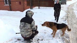 В Чебоксарах продолжается отлов бродячих собак