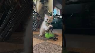 The Cutest and Adorable Kitten | cat lovers #shorts