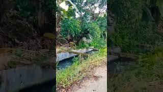 mojon irrigation