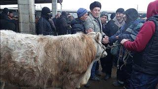 Beshariq mol bozori semiz boqma va yosh buqalar narhlari bilan tanishing 5.01.2025yil