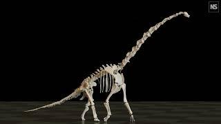 Long-necked sauropod dinosaurs had unusual way of walking