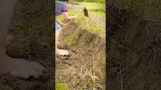 proses pengolahan tanah untuk lahan pertanian #shorts