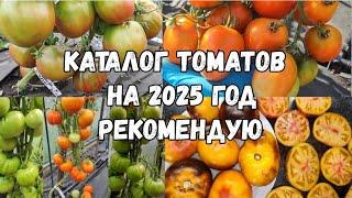 ЕЖЕГОДНО САЖАЮ ТОЛЬКО ЭТИ СОРТА ТОМАТОВ! Помидор НАРАСТАЮТ Тонны