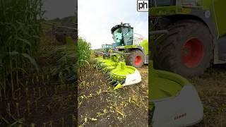 CLAAS 870 Jaguar Forage Harvester on Maize Silage #agri