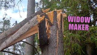 Hanging by a Thread – The Tree You Should Never Ignore