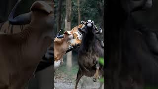 Mother Cow & Buffalo vs Tiger #wildlife #wildrift #wildanimals #nature #naturelovers #animals #tiger