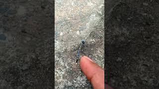 Blue Dragonfly flying in slow motion/Slow motion video/Dragonfly/ #shorts #youtubeshorts #Insect