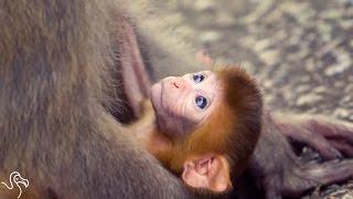 Baby Monkey Tries To Hang On To His Mom