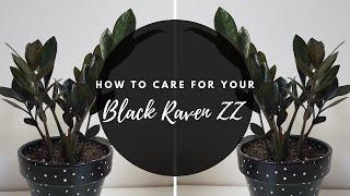 EASY RARE PLANT: BLACK RAVEN ZZ PLANT | ZAMIOCULCAS ZAMIIFOLIA | CARE TIPS!