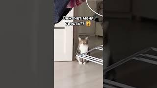 он хочет меня съесть?? #спасите