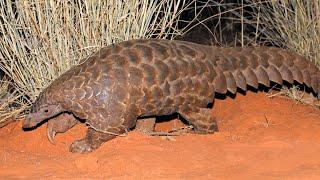 Why is the Pangolin considered One of The Most Endangered Species in the World?