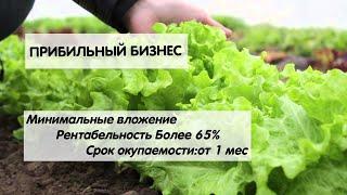 Прибыльный бизнес: выращивание зелени на продажу