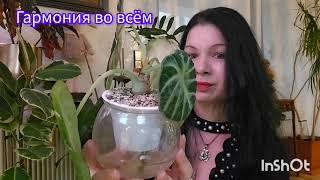 Мой Виш -Лист ,и Анти Виш -Лист#top #plants #flowers #nature #garden #обзор #