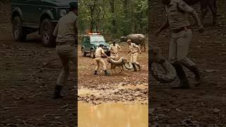 3 Ranger Rescue Calf #wildlifeencounter #pythonattack #wildliferescue