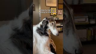 oh how she suffers #borzoi #bigsisterproblems #dogs #silkenwindhound #snoot #throwback
