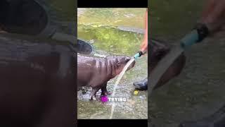 Angry baby hippo attacks owner #animals #hippo #shorts #viral