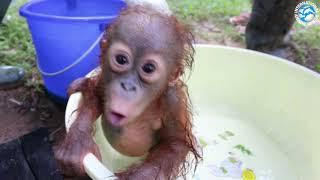 ORANGUTAN BABY SCHOOL!