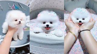 Funny cute dogs-cute and funny dogs videos #9|| Inct creature