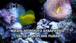Жизнь морского аквариума. Часть 3. Морские рыбки